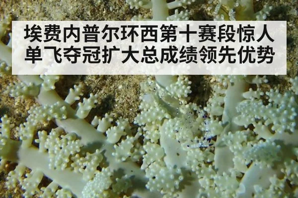 埃费内普尔环西第十赛段惊人单飞夺冠扩大总成绩领先优势